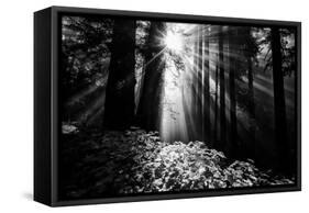 Light in the Darkness, Sun Beams and Redwood Coast Black and White-Vincent James-Framed Stretched Canvas