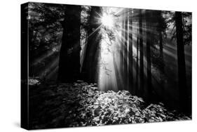 Light in the Darkness, Sun Beams and Redwood Coast Black and White-Vincent James-Stretched Canvas