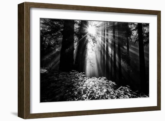 Light in the Darkness, Sun Beams and Redwood Coast Black and White-Vincent James-Framed Premium Photographic Print