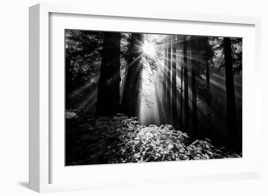 Light in the Darkness, Sun Beams and Redwood Coast Black and White-Vincent James-Framed Premium Photographic Print