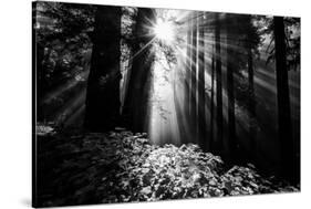 Light in the Darkness, Sun Beams and Redwood Coast Black and White-Vincent James-Stretched Canvas