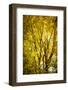 Light in the leaves-Philippe Saint-Laudy-Framed Photographic Print