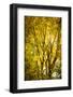 Light in the leaves-Philippe Saint-Laudy-Framed Photographic Print