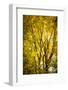 Light in the leaves-Philippe Saint-Laudy-Framed Photographic Print