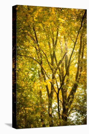 Light in the leaves-Philippe Saint-Laudy-Stretched Canvas