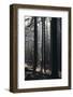 Light in the Teutoburg Forest in Oerlinghausen-Nadja Jacke-Framed Photographic Print