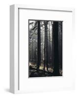 Light in the Teutoburg Forest in Oerlinghausen-Nadja Jacke-Framed Photographic Print