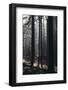 Light in the Teutoburg Forest in Oerlinghausen-Nadja Jacke-Framed Photographic Print