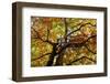 Light Leaf Roof of a Beech in Autumn Colours, Leutaschtal-Rolf Roeckl-Framed Photographic Print