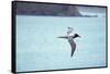 Light Mantled Sooty Albatross in Flight-W. Perry Conway-Framed Stretched Canvas