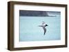 Light Mantled Sooty Albatross in Flight-W. Perry Conway-Framed Photographic Print