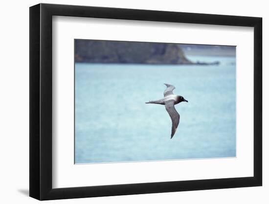 Light Mantled Sooty Albatross in Flight-W. Perry Conway-Framed Photographic Print