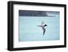 Light Mantled Sooty Albatross in Flight-W. Perry Conway-Framed Photographic Print