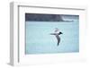 Light Mantled Sooty Albatross in Flight-W. Perry Conway-Framed Photographic Print