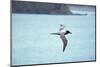 Light Mantled Sooty Albatross in Flight-W. Perry Conway-Mounted Photographic Print