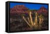 Light Painted Joshua Tree-nstanev-Framed Stretched Canvas