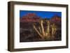 Light Painted Joshua Tree-nstanev-Framed Photographic Print