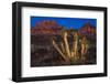 Light Painted Joshua Tree-nstanev-Framed Photographic Print