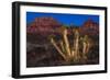 Light Painted Joshua Tree-nstanev-Framed Photographic Print