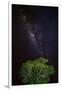 Light painted tree in the foreground with the Milky Way Galaxy in the Pantanal, Brazil-James White-Framed Photographic Print