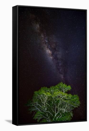 Light painted tree in the foreground with the Milky Way Galaxy in the Pantanal, Brazil-James White-Framed Stretched Canvas