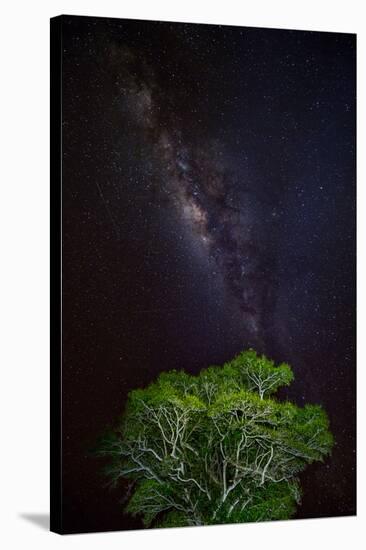 Light painted tree in the foreground with the Milky Way Galaxy in the Pantanal, Brazil-James White-Stretched Canvas