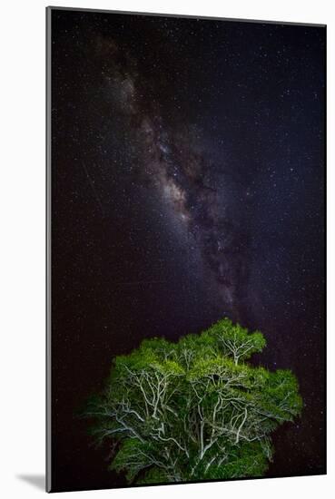 Light painted tree in the foreground with the Milky Way Galaxy in the Pantanal, Brazil-James White-Mounted Photographic Print