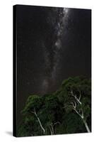 Light painted tree in the foreground with the Milky Way Galaxy in the Pantanal, Brazil-James White-Stretched Canvas