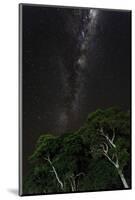 Light painted tree in the foreground with the Milky Way Galaxy in the Pantanal, Brazil-James White-Mounted Photographic Print