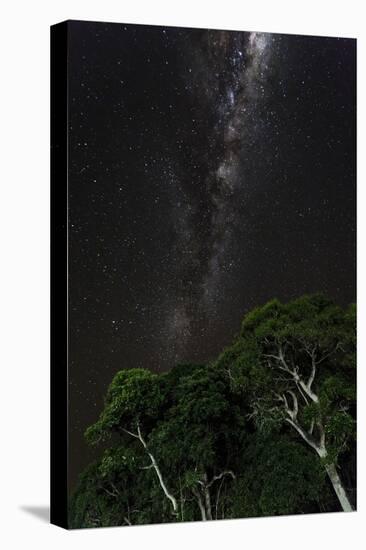 Light painted tree in the foreground with the Milky Way Galaxy in the Pantanal, Brazil-James White-Stretched Canvas