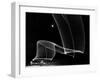 Light Pattern in the Moonlight Sky Produced by Time Exposure of Light-Andreas Feininger-Framed Photographic Print