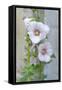 Light pink Hollyhock-Jim Engelbrecht-Framed Stretched Canvas