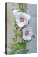 Light pink Hollyhock-Jim Engelbrecht-Stretched Canvas