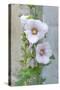 Light pink Hollyhock-Jim Engelbrecht-Stretched Canvas