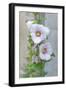 Light pink Hollyhock-Jim Engelbrecht-Framed Photographic Print