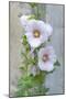 Light pink Hollyhock-Jim Engelbrecht-Mounted Photographic Print