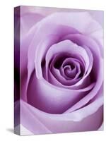 Light Purple Rose-Clive Nichols-Stretched Canvas