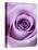 Light Purple Rose-Clive Nichols-Stretched Canvas