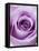 Light Purple Rose-Clive Nichols-Framed Stretched Canvas