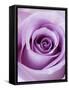 Light Purple Rose-Clive Nichols-Framed Stretched Canvas