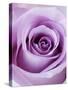 Light Purple Rose-Clive Nichols-Stretched Canvas