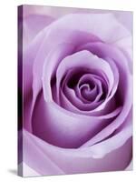 Light Purple Rose-Clive Nichols-Stretched Canvas