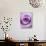 Light Purple Rose-Clive Nichols-Stretched Canvas displayed on a wall