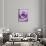 Light Purple Rose-Clive Nichols-Framed Stretched Canvas displayed on a wall