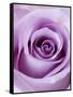 Light Purple Rose-Clive Nichols-Framed Stretched Canvas