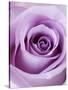 Light Purple Rose-Clive Nichols-Stretched Canvas