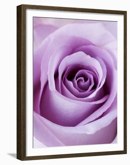 Light Purple Rose-Clive Nichols-Framed Premium Photographic Print