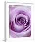 Light Purple Rose-Clive Nichols-Framed Premium Photographic Print