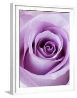 Light Purple Rose-Clive Nichols-Framed Premium Photographic Print