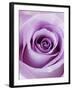 Light Purple Rose-Clive Nichols-Framed Premium Photographic Print